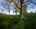 Click to see Y-JG-E-M1-III-PAN-9MM-F1-7-9601-MOD.JPG