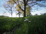 Click to see Y-JG-E-M1-III-PAN-9MM-F1-7-9601.JPG