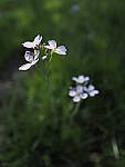 Click to see Y-JG-E-M1-III-PAN-9MM-F1-7-9612.JPG