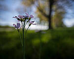 Click to see Y-JG-E-M1-III-PAN-9MM-F1-7-9650-LOCA-MOD.JPG