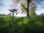 Click to see Y-JG-E-M1-III-PAN-9MM-F1-7-9650-LOCA.JPG