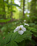 Click to see Y-JG-E-M1-III-PAN-9MM-F1-7-9711-MOD.JPG