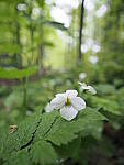 Click to see Y-JG-E-M1-III-PAN-9MM-F1-7-9711.JPG