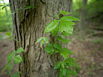 Click to see Y-JG-E-M1-III-PAN-9MM-F1-7-9734-MOD.JPG