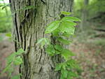 Click to see Y-JG-E-M1-III-PAN-9MM-F1-7-9734.JPG