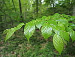 Click to see Y-JG-E-M1-III-PAN-9MM-F1-7-9736.JPG