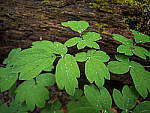 Click to see Y-JG-E-M1-III-PAN-9MM-F1-7-9739-MOD.JPG