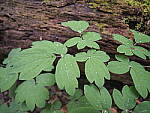 Click to see Y-JG-E-M1-III-PAN-9MM-F1-7-9739.JPG