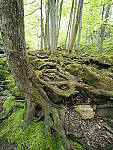 Click to see Y-JG-E-M1-III-PAN-9MM-F1-7-9746.JPG