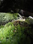 Click to see Y-JG-E-M1-III-PAN-9MM-F1-7-9756.JPG