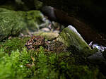 Click to see Y-JG-E-M1-III-PAN-9MM-F1-7-9760-MOD.JPG