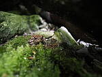 Click to see Y-JG-E-M1-III-PAN-9MM-F1-7-9760.JPG