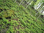 Click to see Y-JG-E-M1-III-PAN-9MM-F1-7-9786-SHARP-BR-CORNER-F1-7.JPG