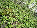 Click to see Y-JG-E-M1-III-PAN-9MM-F1-7-9787-SHARP-BR-CORNER-F2.JPG