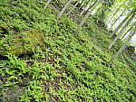 Click to see Y-JG-E-M1-III-PAN-9MM-F1-7-9788-SHARP-BR-CORNER-F2-8.JPG