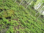 Click to see Y-JG-E-M1-III-PAN-9MM-F1-7-9789-SHARP-BR-CORNER-F4.JPG