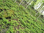 Click to see Y-JG-E-M1-III-PAN-9MM-F1-7-9793-SHARP-BR-CORNER-F16.JPG