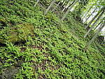 Click to see Y-JG-E-M1-III-PAN-9MM-F1-7-9794-SHARP-CENTER-F1-7.JPG