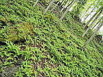 Click to see Y-JG-E-M1-III-PAN-9MM-F1-7-9796-SHARP-CENTER-F2-8.JPG
