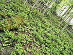 Click to see Y-JG-E-M1-III-PAN-9MM-F1-7-9797-SHARP-CENTER-F4.JPG