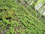Click to see Y-JG-E-M1-III-PAN-9MM-F1-7-9798-SHARP-CENTER-F5-6.JPG