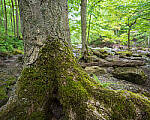 Click to see Y-JG-E-M1-III-PAN-9MM-F1-7-9803-MOD.JPG