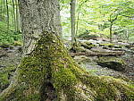 Click to see Y-JG-E-M1-III-PAN-9MM-F1-7-9803.JPG