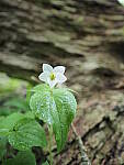 Click to see Y-JG-E-M1-III-PAN-9MM-F1-7-9809.JPG