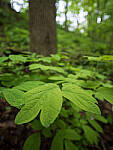 Click to see Y-JG-E-M1-III-PAN-9MM-F1-7-9811-MOD.JPG