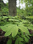 Click to see Y-JG-E-M1-III-PAN-9MM-F1-7-9811.JPG