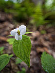 Click to see Y-JG-E-M1-III-PAN-9MM-F1-7-9820-MOD.JPG