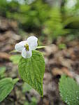 Click to see Y-JG-E-M1-III-PAN-9MM-F1-7-9820.JPG