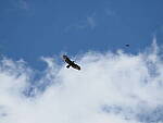 Click to see Y-WB-100_400-EM1III-P8010413.JPG