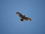 Click to see Y-WB-100_400-EM1III-P8010449.JPG