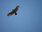 Click to see Y-WB-100_400-EM1III-P8010465.JPG