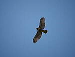 Click to see Y-WB-100_400-EM1III-P8010468.JPG