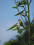 Click to see Y-WB-100_400-EM1III-P8020876.JPG