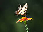 Click to see Y-WB-100_400-EM1III-P8020948.JPG