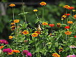 Click to see Y-WB-100_400-EM1III-P8021015.JPG