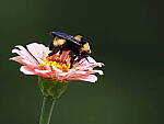 Click to see Y-WB-100_400-EM1III-P8021024.JPG