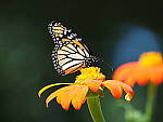 Click to see Y-WB-100_400-EM1III-P8021163.JPG