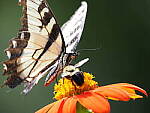 Click to see Y-WB-100_400-EM1III-P8021184.JPG