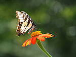 Click to see Y-WB-100_400-EM1III-P8021220.JPG