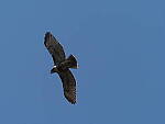Click to see Y-WB-100_400-EM1IIIP8010134.JPG
