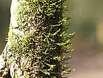 Click to see Y-WB-12_45MM-P3113773.JPG