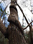 Click to see Y-WB-12_45MM-P3113808.JPG