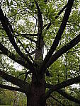 Click to see Y-WB-12_45MM-P3300105.JPG