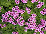 Click to see Y-WB-12_45MM-P3300121.JPG