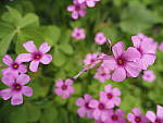 Click to see Y-WB-12_45MM-P3300123.JPG
