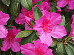 Click to see Y-WB-12_45MM-P3300125.JPG
